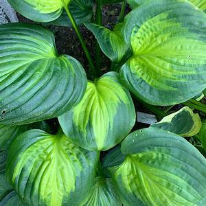 Bilde av Hosta 'Avocado'