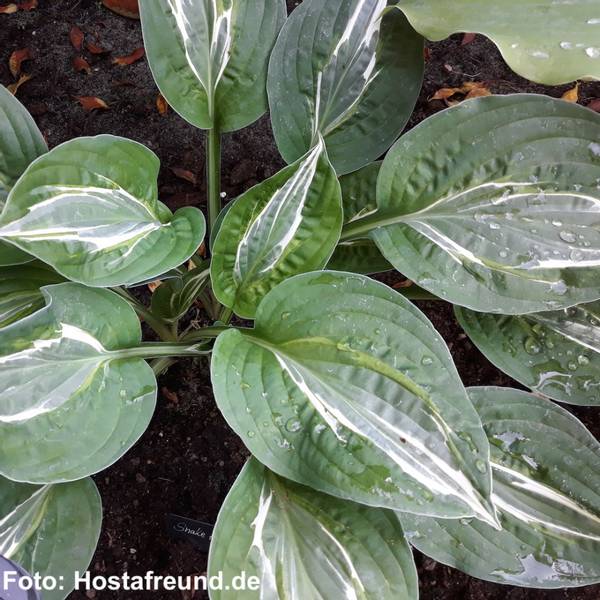 Hosta 'Snake Eyes'