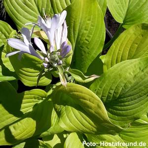 Bilde av Hosta 'Tortilla Chip'