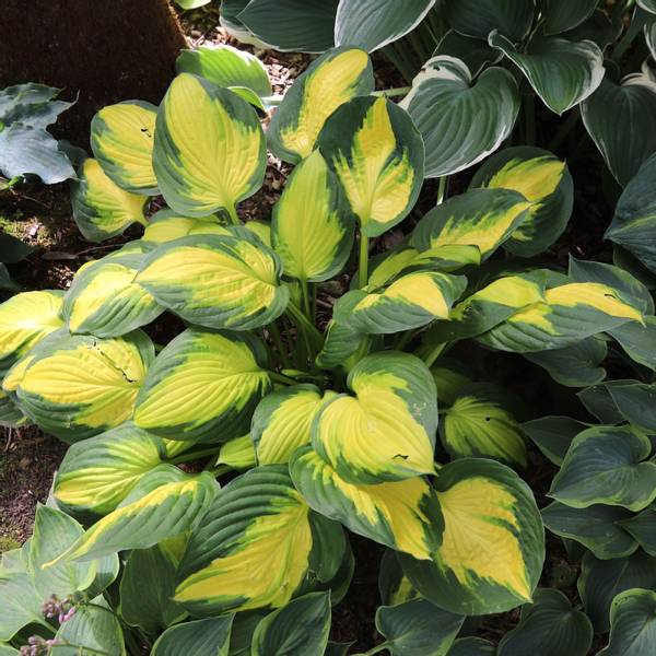 Hosta 'Georgia's Sweetheart'