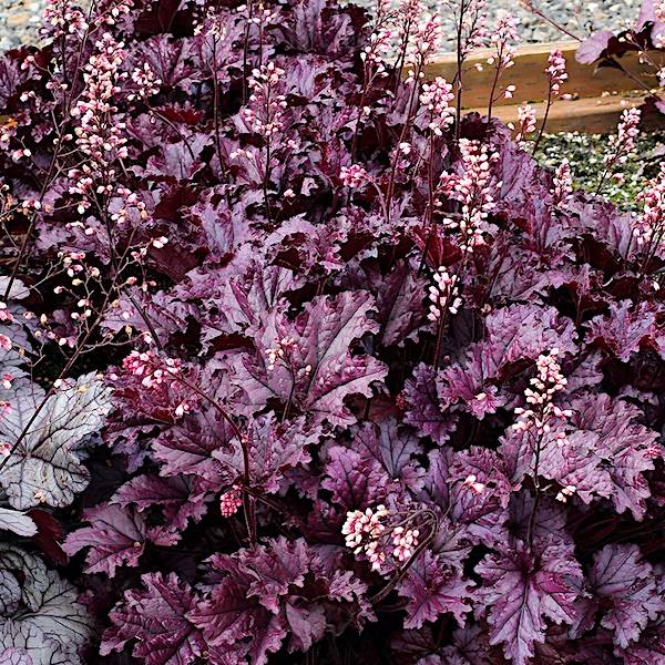 Heuchera 'Forever Purple' - Alunrot