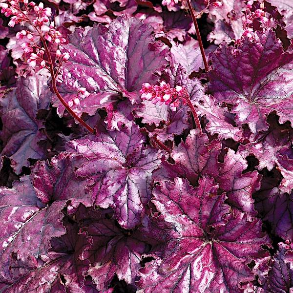 Heuchera 'Forever Purple' - Alunrot