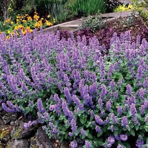 Bilde av Nepeta 'Purple Haze' - Prydkattemynte